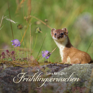 裸体脫衣舞DVD脱
